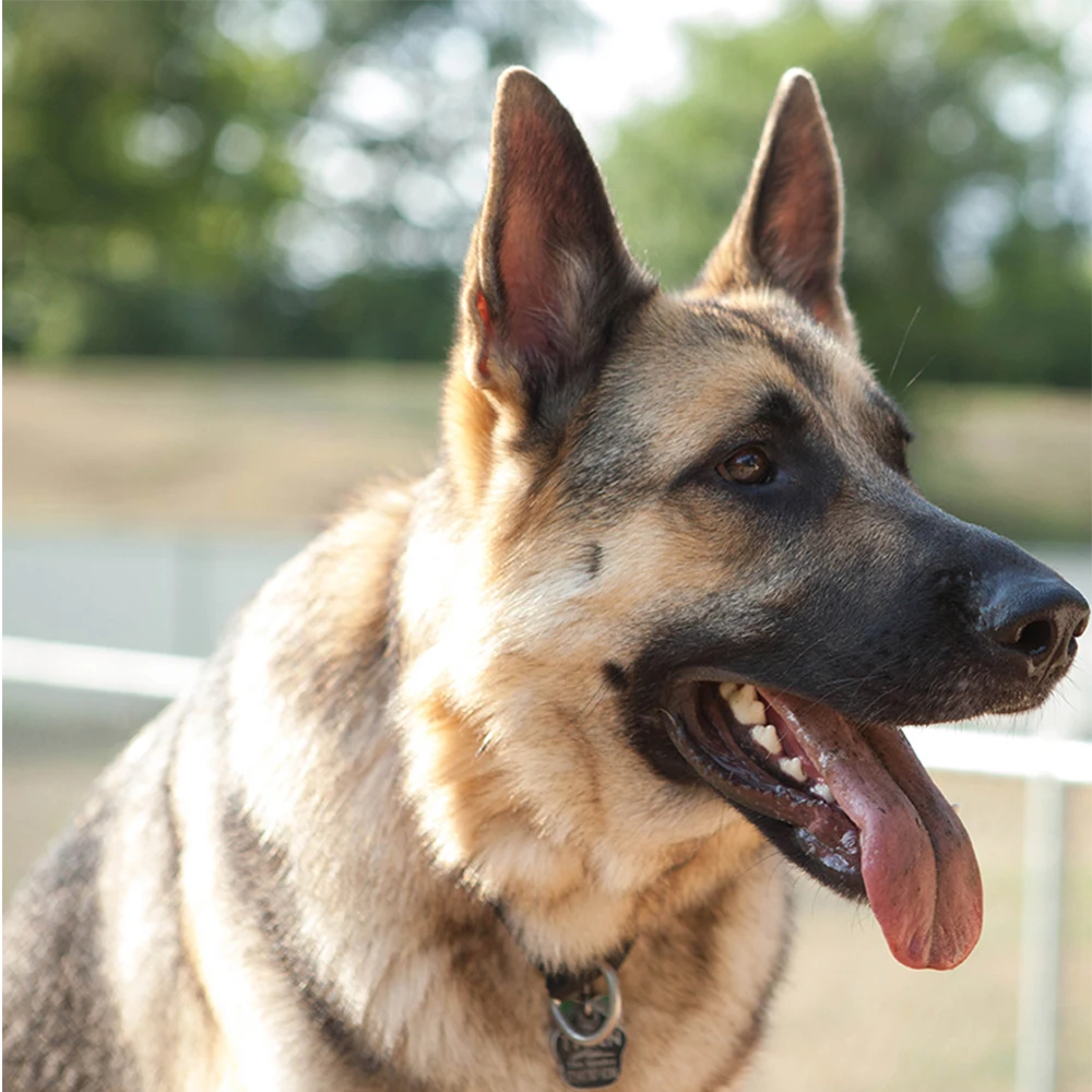 5D Сделай Сам Собака Картина игла вышивка Алмазная картина крестиком Набор Полный