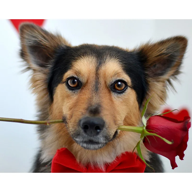 

5D DIY Full Square/Round Diamond Dog Rose Diamond Embroidery Of Rhinestone Diamond Home Decor