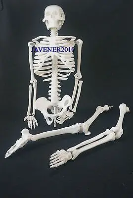 Анатомическая кожа человека 85 см | Канцтовары для офиса и дома