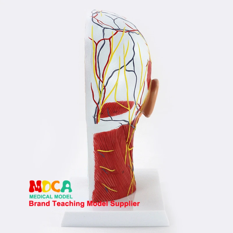 

Skull and Skull Medical Teaching MTG018 for Superficial Vascular Nerve Model of Human Head Sagittal Section