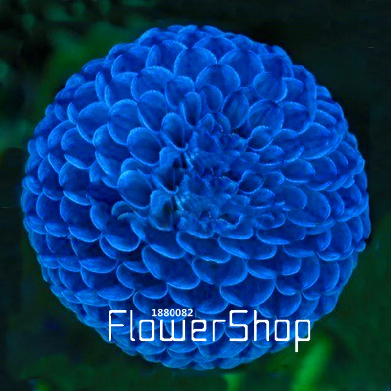 Hydrangea Flowers Rainy Season - Free photo on Pixabay Ortensie, Giardino di ort