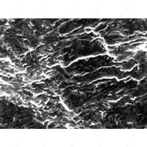 Тринокулярный волоконно оптический стреловой микроскоп AmScope поставки 40X 640X EPI