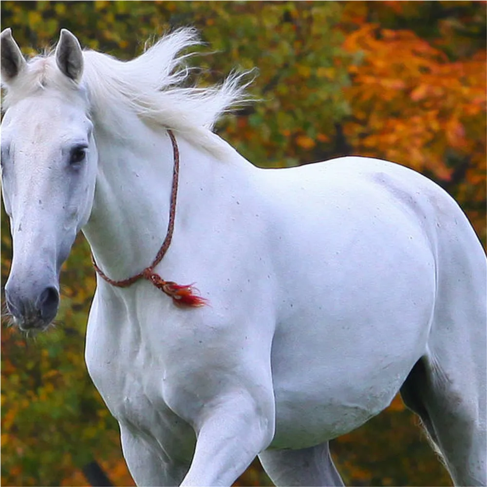 Baby kids fashion Children dress Autumn Dress European and American Style Brand baby Girls white horse printing new | Детская одежда и