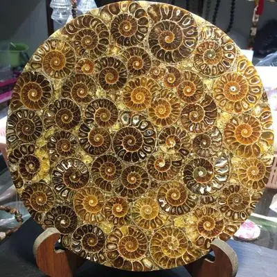 売却 大巻き貝化石風水風水スパイラルプレートの色色巻き貝風水風水家具