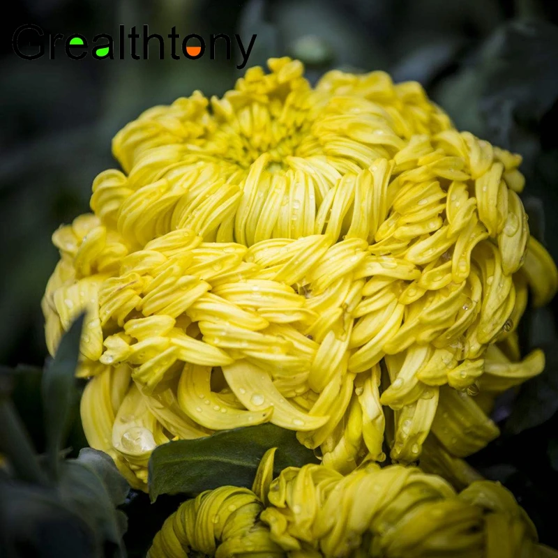 Бесплатная доставка Масло хризантемы 100 мл | Красота и здоровье