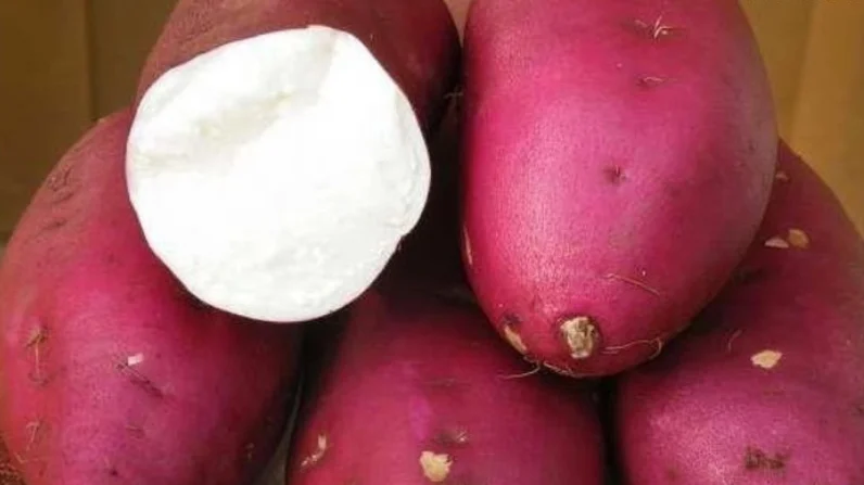 100% чистый натуральный растительный пахирхизус порошок Ipomoea Batatas пленка для лица