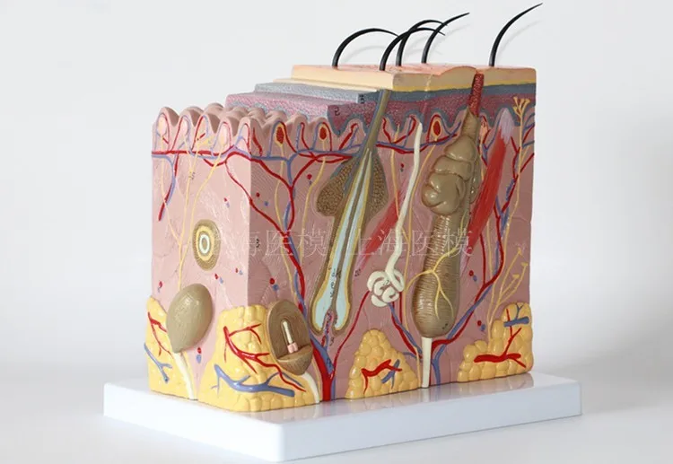 50X трехмерная модель кожи медицинская Эстетическая пластиковая структура