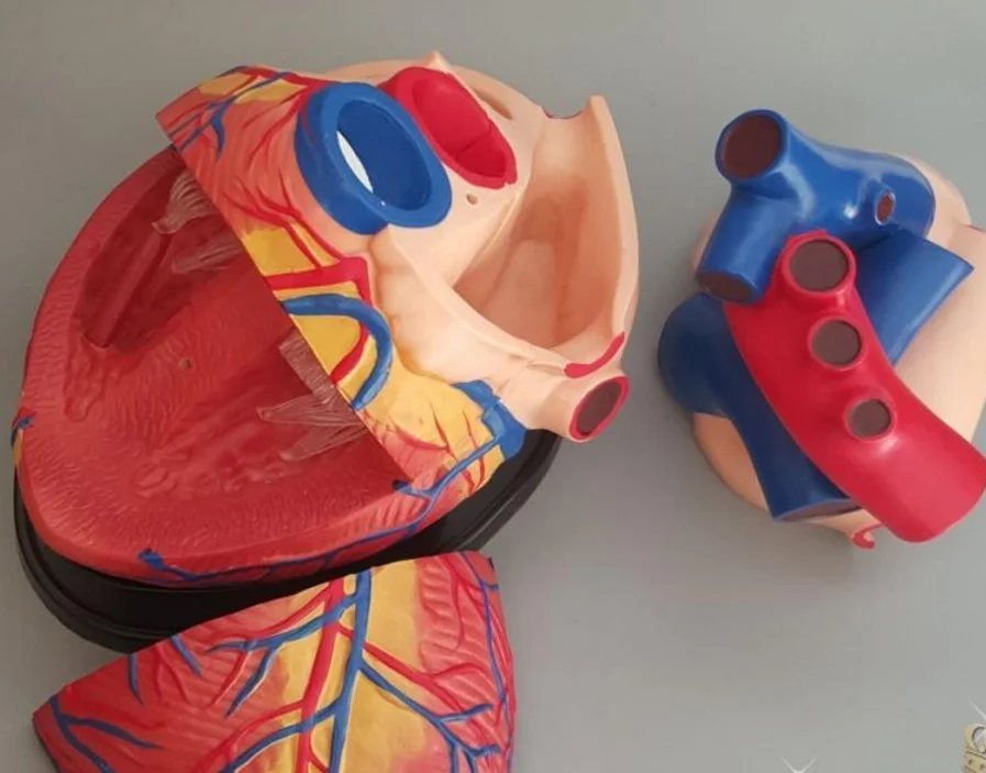 Большая модель сердца человека 4х Размер жизни анатомическая внутренняя