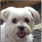 Алмазная вышивка Питер Рен, животное, картина из страз сделай сам, 5d квадратная Алмазная мозаика, полная Стразы с изображением мальтийской собаки