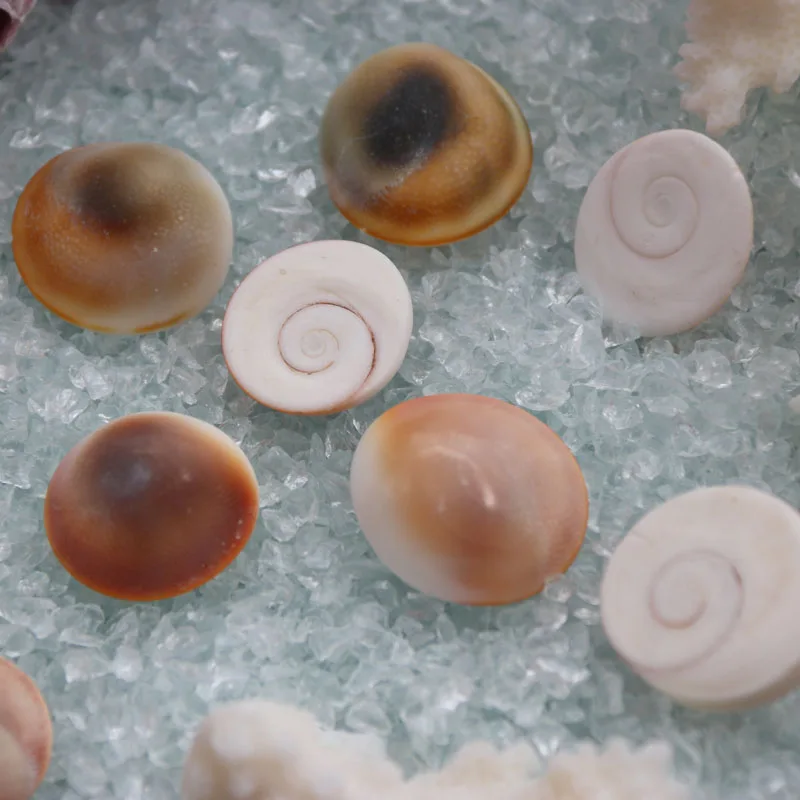 Бесплатная доставка (20 шт./лот) Sun Conch натуральный корпус & украшение для дома