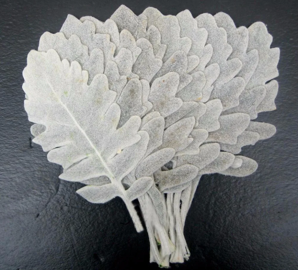 

10 шт., листья Senecio Cineraria DC, 8-10 см