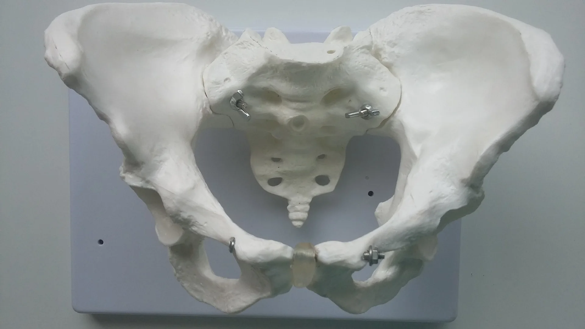 Жизнь Размеры женский тазом модель скелета человека Pelvis и анатомические