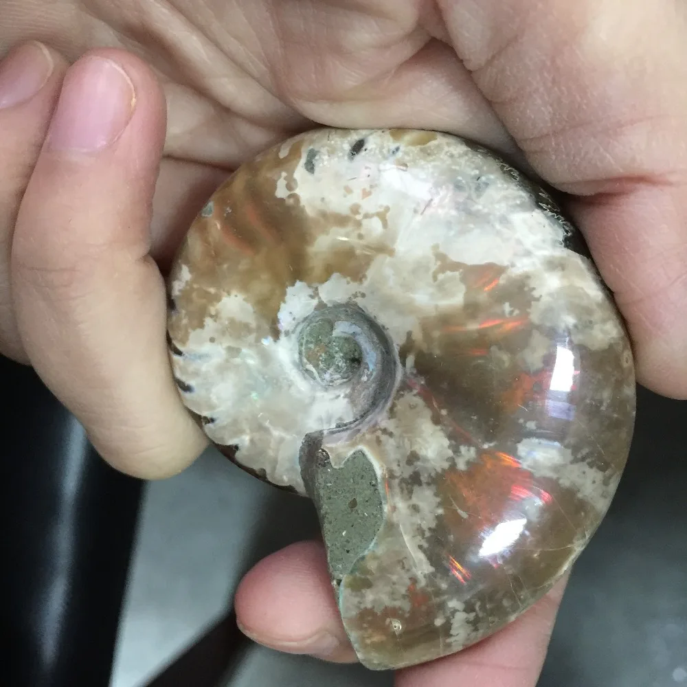 BG686 -- натуральный шероховатый Кристалл раковины аммония Fossil образец Manualidades для