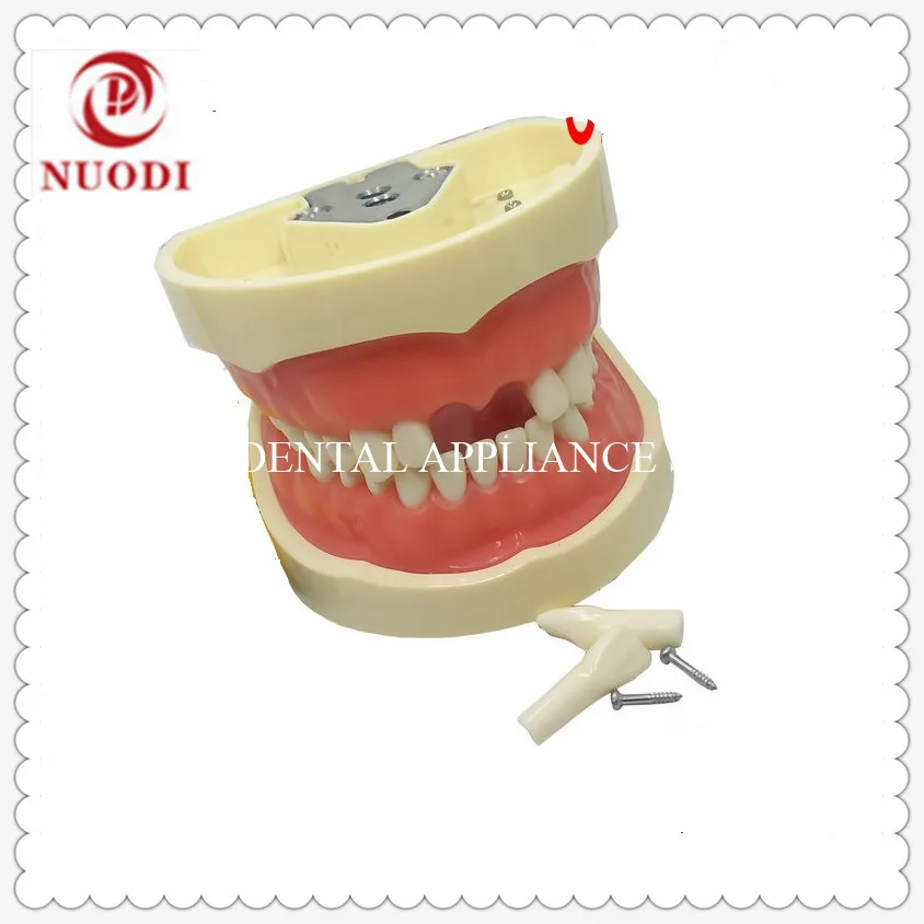 Обучающая и обучающая модель зубов для взрослых с мягкой резиной/модель зубных 28