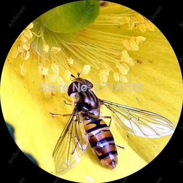 Студенческий школьный микроскоп амскоп отличные сверхмощные маломощные