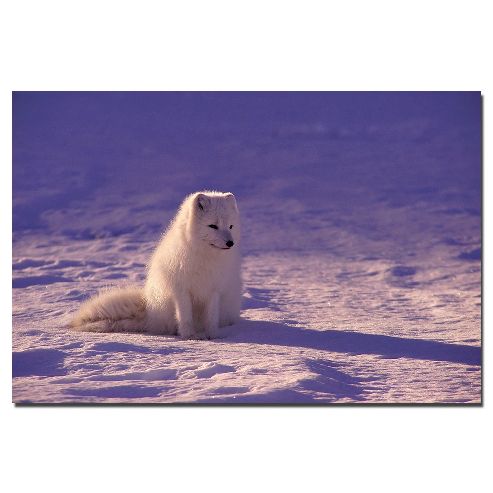 Фото Постер с изображением белой лисы животного холст картина настенные