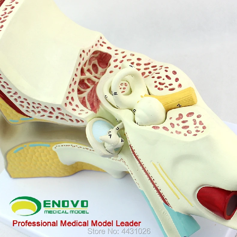 

ENOVO Medical human ear model inner ear labyrinth hearing system organ model