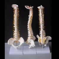 45cm human spine with pelvic model human anatomical anatomy spine medical model spinal column modelstand fexible