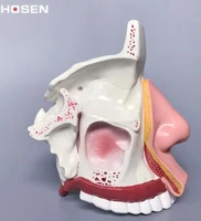 pvc nasal anatomy model nasal cavity internal structure of the nose ears nose throat five facial structure teaching medical