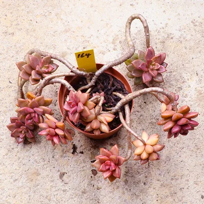 Graptopetalum paraguayense cv бронза кластер редких суккулентных черенков все различные живые