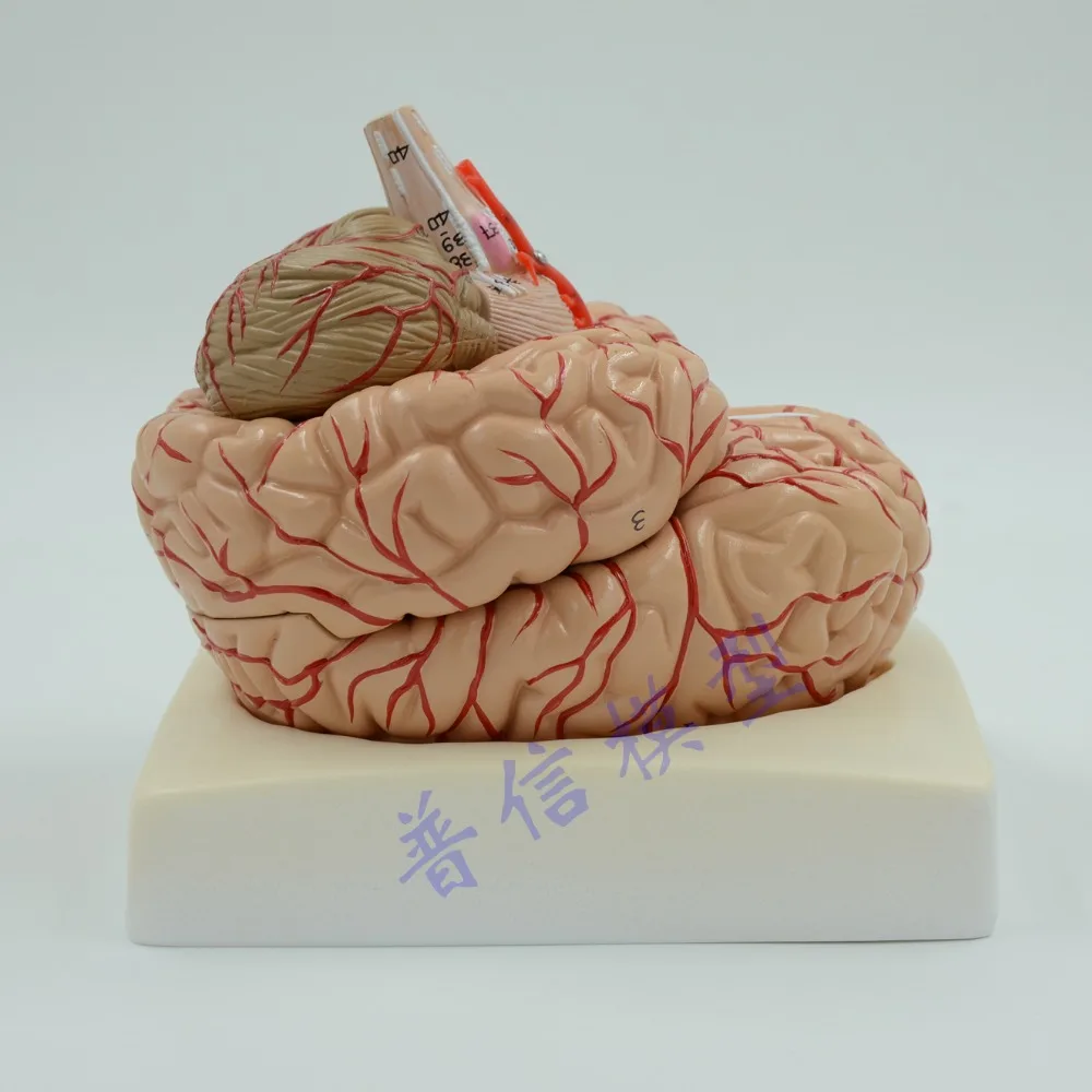 

Free shipping&Cerebral artery model,human brain anatomical model, brain stem model, brain structure model,Medical anatomy