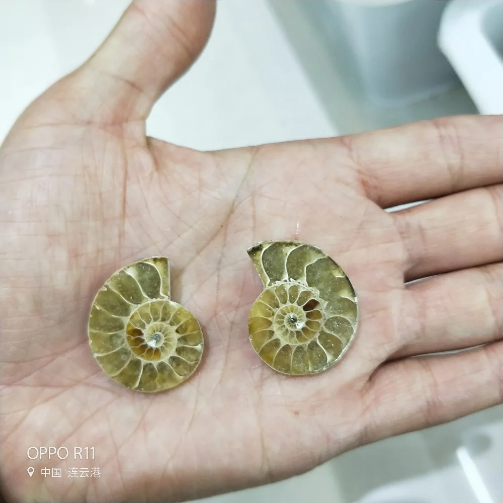 2 шт. Новые Натуральные раковины хризантемы аммонит улитка Мадагаскарский