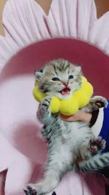 Костюм для косплея, подшлемник для собак, кошек, домашних животных, щенка, котенка, головной убор, головной убор, одежда для головы, аксессуары