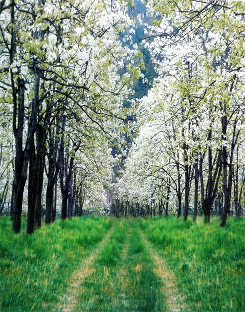 

5x7ft White Flowers Tree Grass Photography Backdrops Photo Props Studio Background