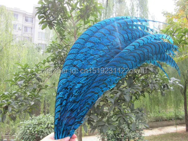 

Wholesale perfect 100pcs high quality natural Lady Amherst Pheasant Feathers 32-36inch/80-90cm Decorative diy blue