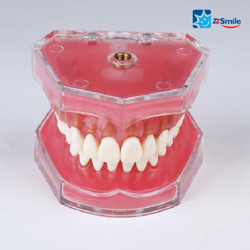 

Dental Soft Gum with Removable Teeth Model M7008/Adult Teeth Model