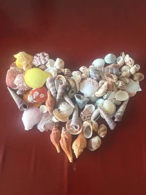 HappyKiss 5 шт./лот, материал морской раковины, натуральные морские ракушки, раковины