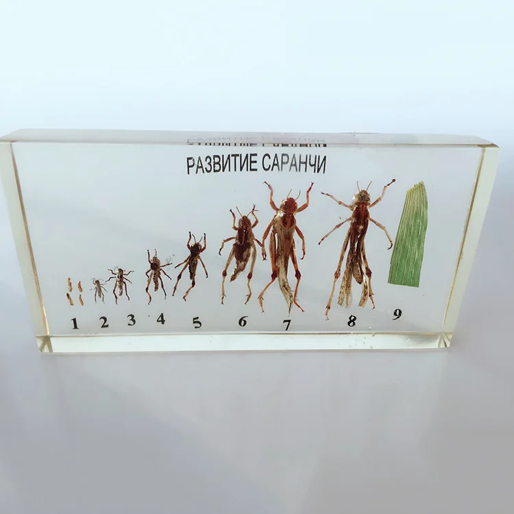 Образцы роста и развития саранчи история насекомых образцы биологической