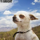 Квадратнаякруглая алмазная живопись 5D сделай сам, картина с изображением собаки чихуахуа для вышивки крестиком на улице, мозаика с полным покрытием стразы, декор GT