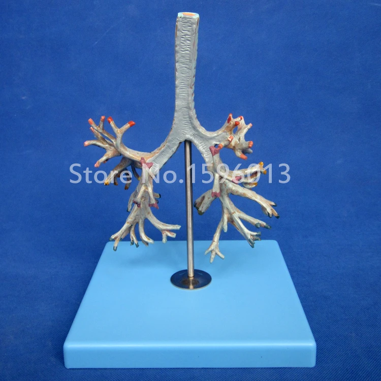 Яркая анатомическая модель бронхиального дерева человека|tree model|model scenery treestree ribbon