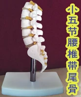 15cm skeleton lumbar disc disease spine model fifth section lumbar spine medical science teaching hips body mannequins c010