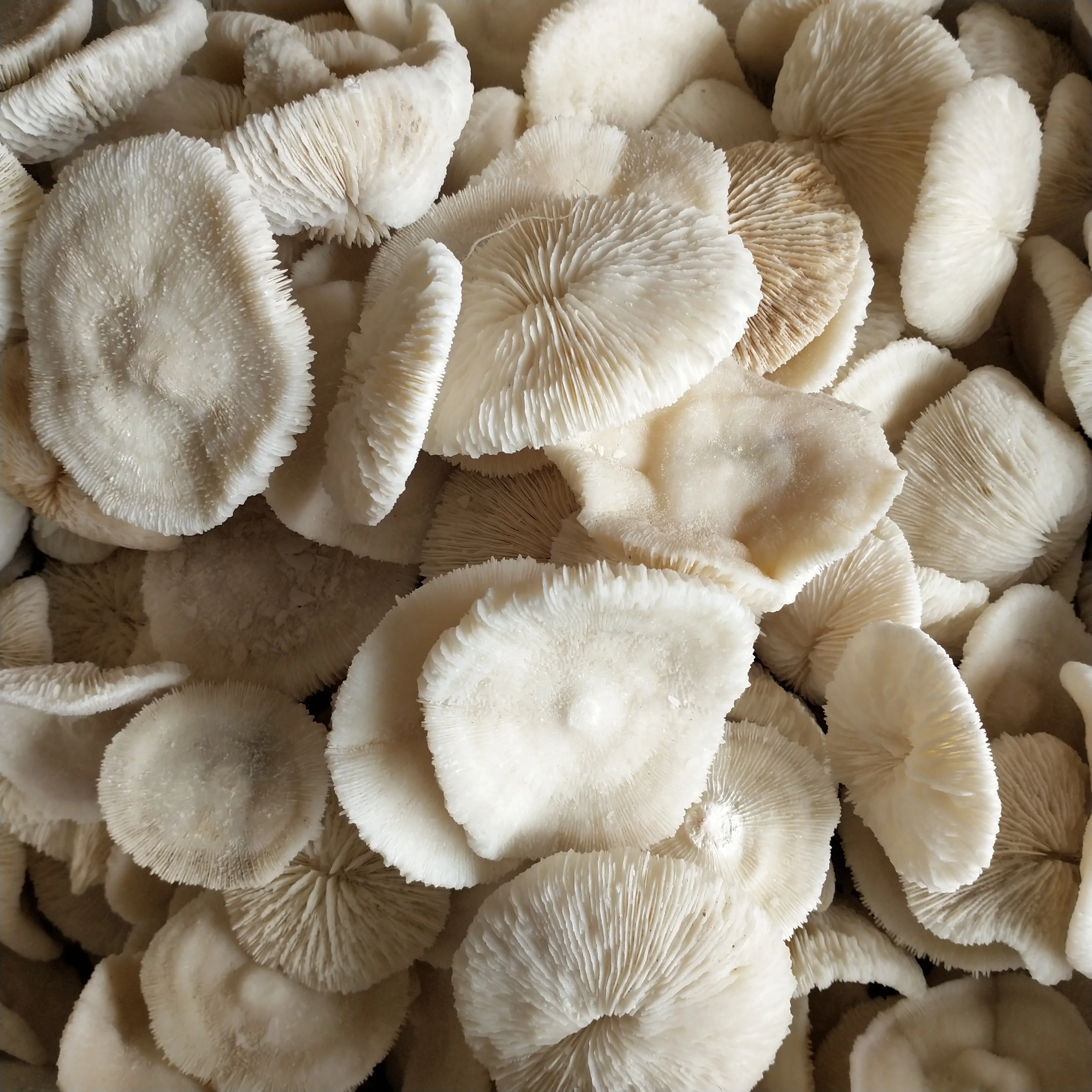 2 шт. натуральный морской коралловый корпус кристаллическая функция гриб