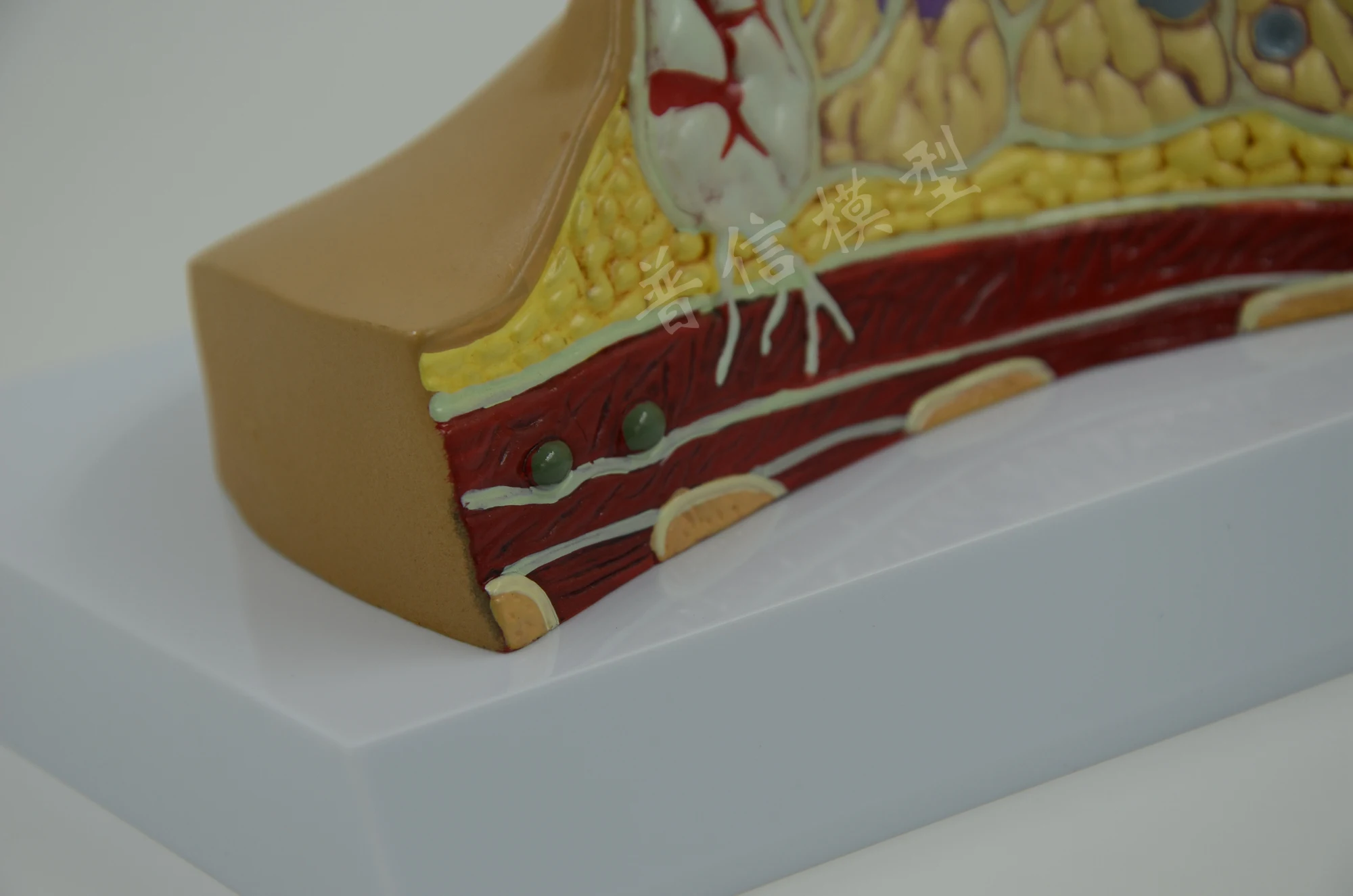 Модель женской груди маленькая гиперплазия листьев анатомическая модель