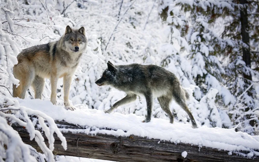 Домашний декор 3D занавески затемняющие шторы для спальни фотопечать Снежный