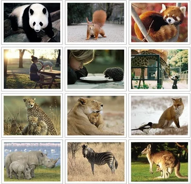 32 шт. Набор открыток Природа домашних животных/поздравительная открытка