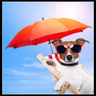 Набор для вышивки крестиком Sun umbrella  dog, алмазная вышивка, смоляная Алмазная картина HL608