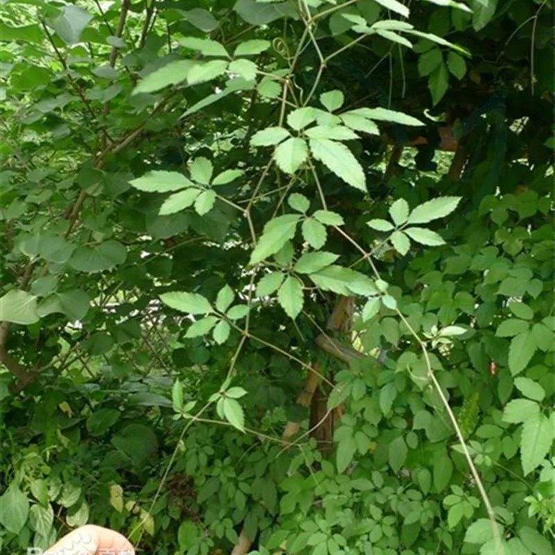 Семена гиншеммы пентафиллума семечки цзяо Гу Лань/Семен для уменьшения липидов