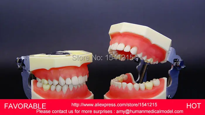 Зубные зубы анатомическая модель человека натуральный размер Стоматологическая