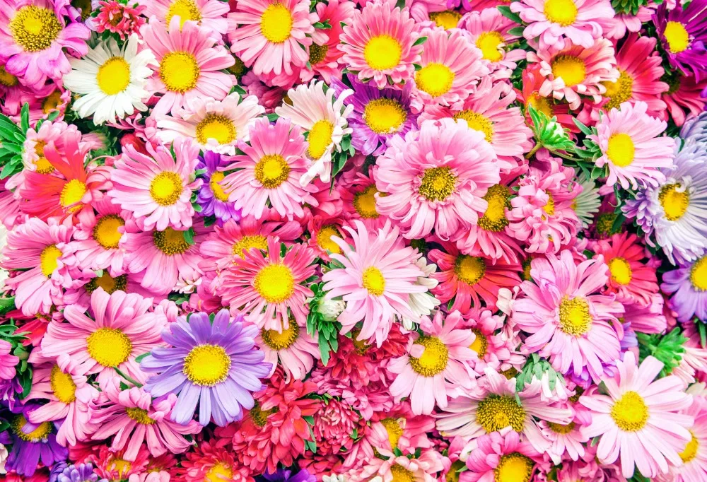 VinylBDS фото фон Bellis Perennis стена декорации Цветы Свадебный весенний пейзаж фоны для