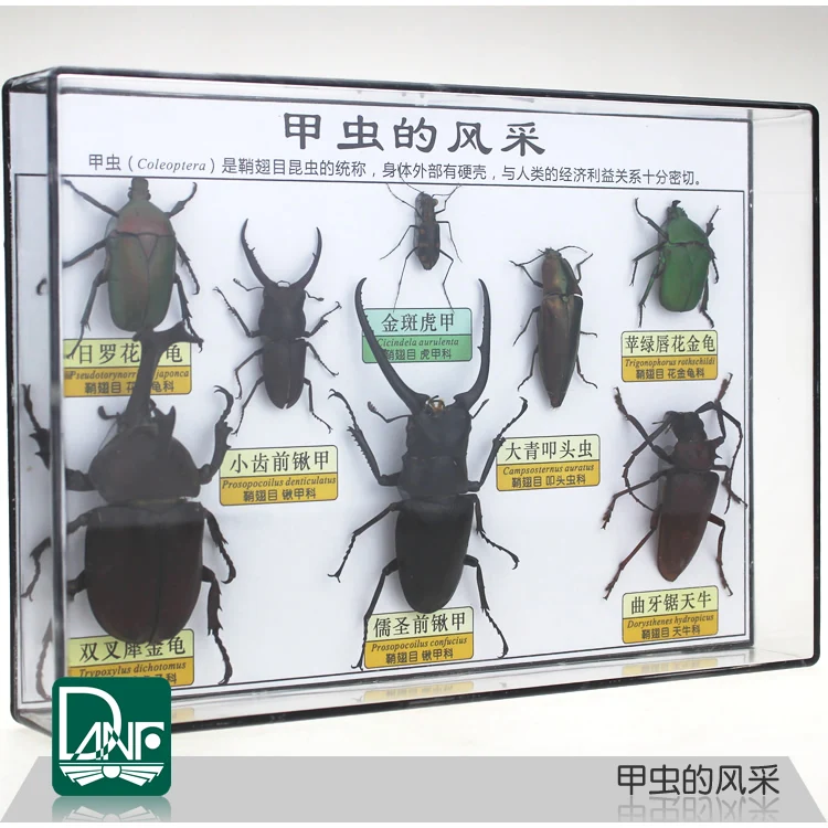 3/5/8 стержень виды образцы насекомых жук cicindela aurulenta Fabricius rypoxylus олень научно-учебного оборудования