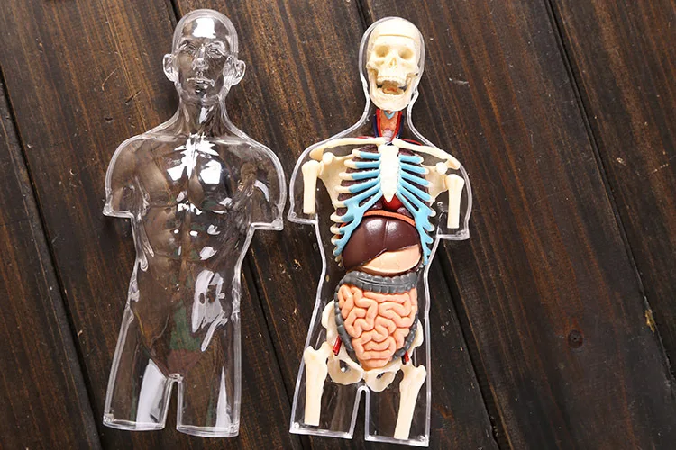 Прозрачная человеческая черепаха Анатомия человека модель 4D бюст мужской головы