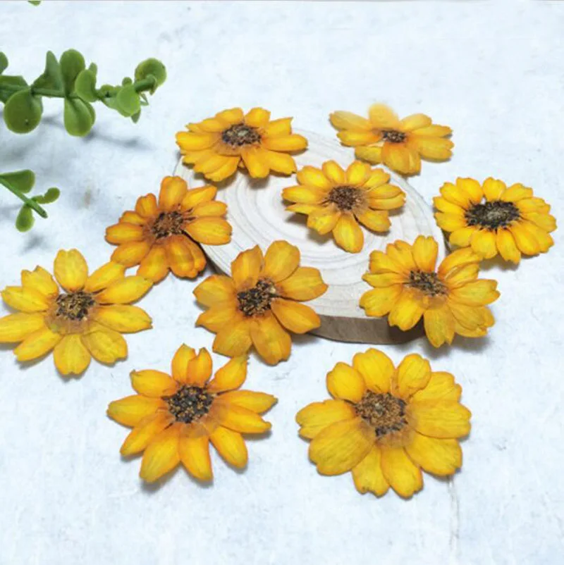 

120pcs Pressed Dried Orange Zinnia elegans Jacq. Flower Plant Herbarium Craft DIY Postcard Invitation Card Making Accessories