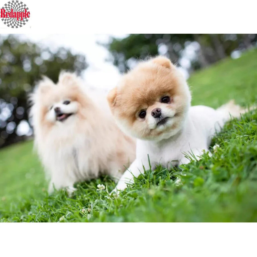 

pomeranian Diamond painting puppies Full Square round Diamond rhinestone embroidery Cross stitch paint Diamond mosaic hobby gift