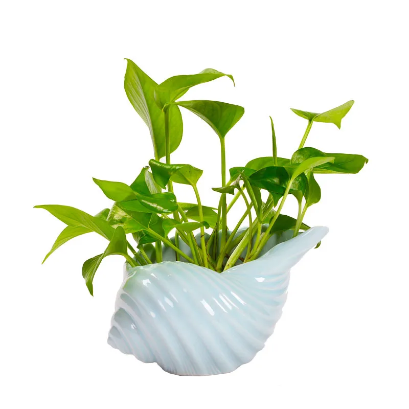 Раковина Форма Не пористая зеленая редька цветочный горшок Настольный простой