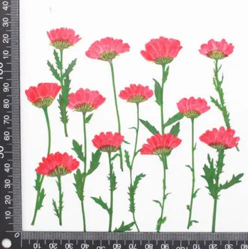 120pcs 5-7cm Side Pressed Dried Daisy Flowers Plant Herbarium For Jewelry Postcard Invitation Card Phone Case Bookmark Craft DIY | Дом и сад