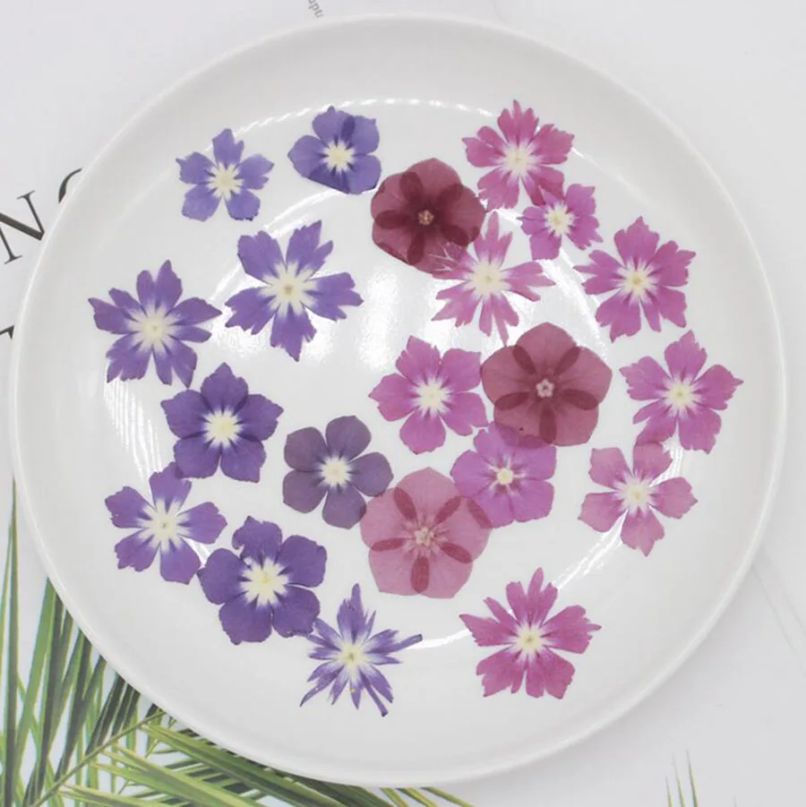 120 шт прессованный высушенный фиолетовый/розово-красный Phlox Subulata цветок гербарий